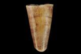 Fossil Phytosaur Tooth - New Mexico #133325-1